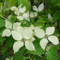 Cornus kousa 'White Fountain' Dogwood