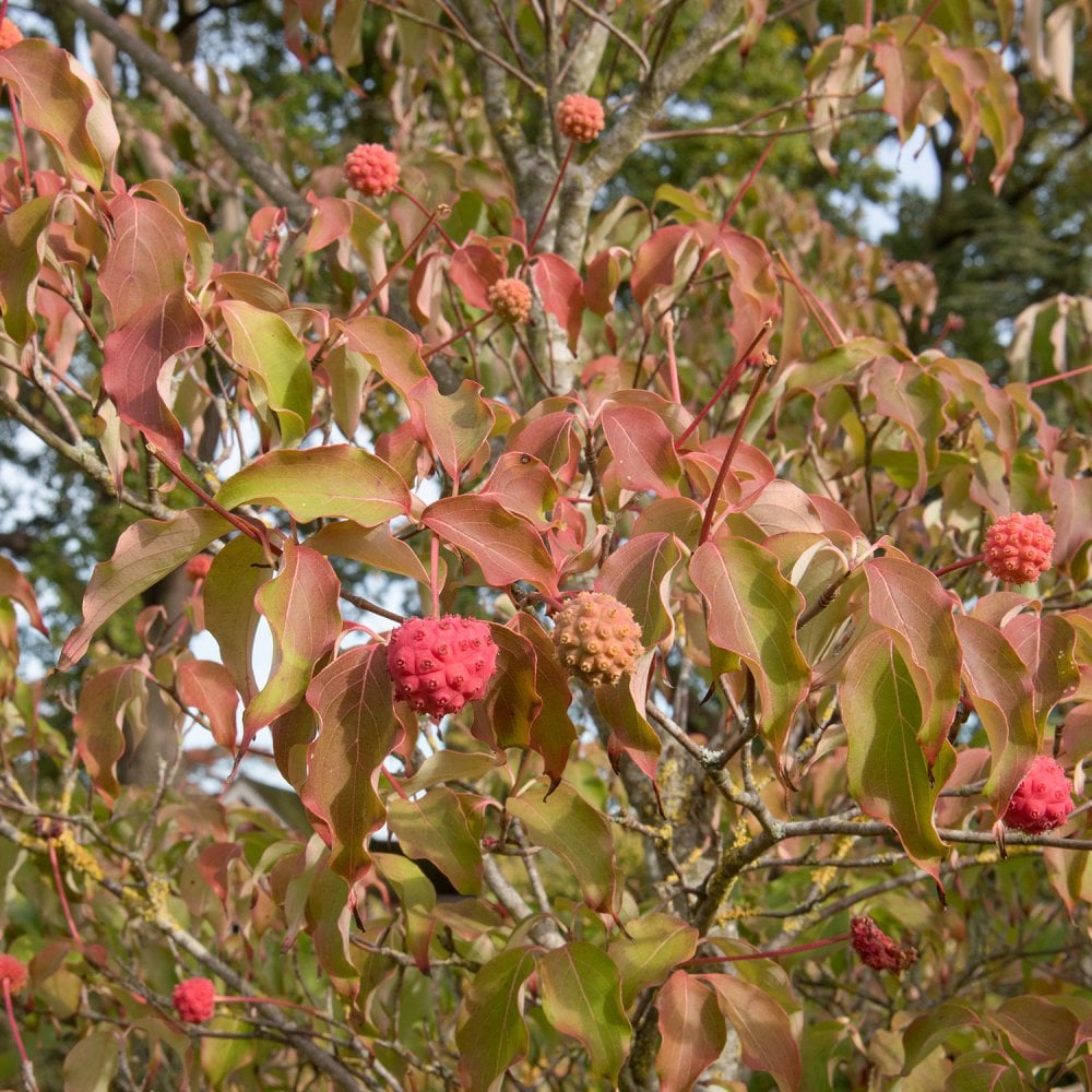 Cornus kousa 'White Fountain' Dogwood fruits