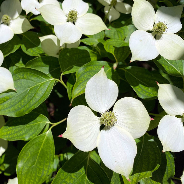 Cornus kousa 'Wieting's Select'