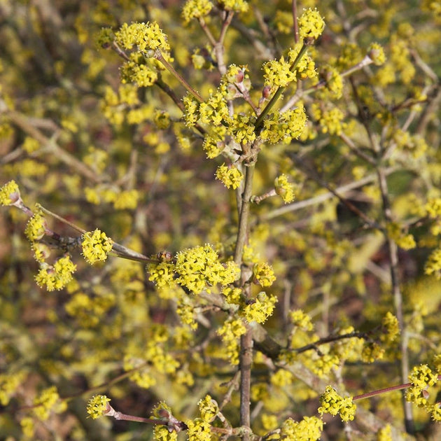 Cornus mas Cornelian Cherry