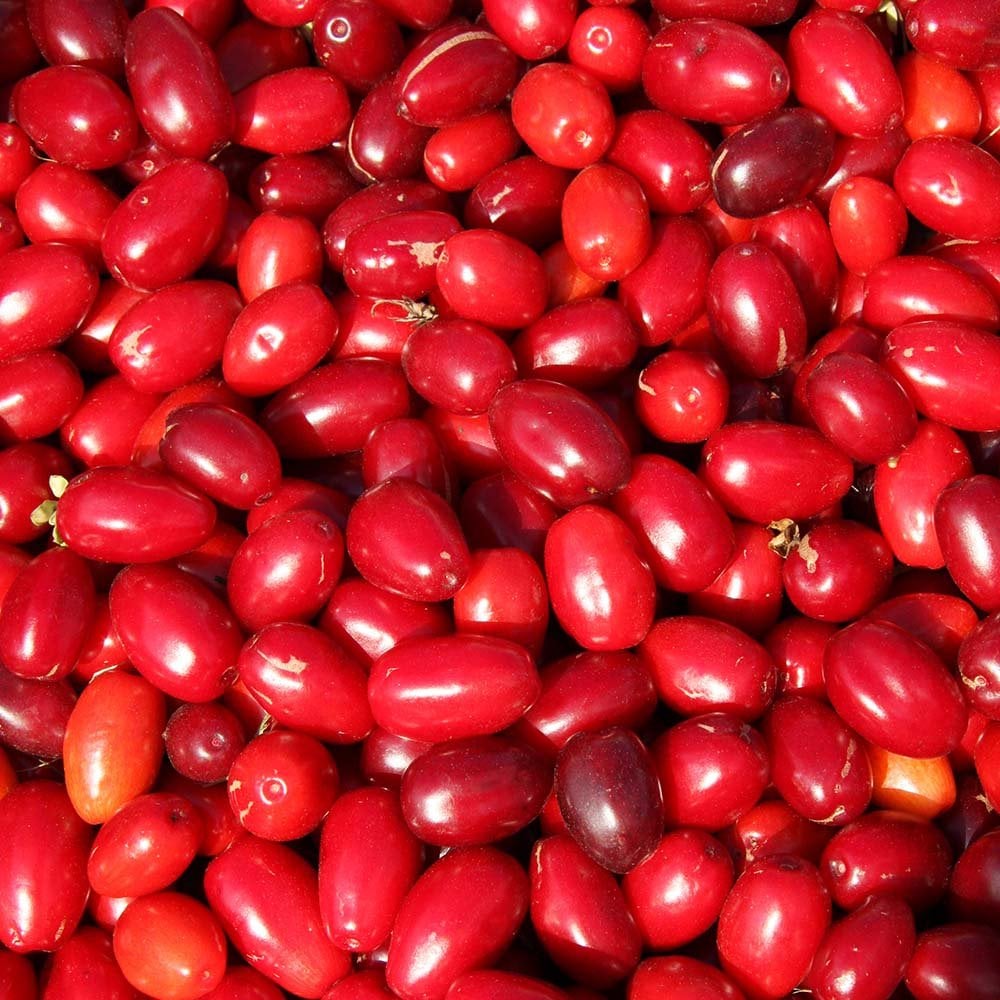 Cornelian Cherry fruits