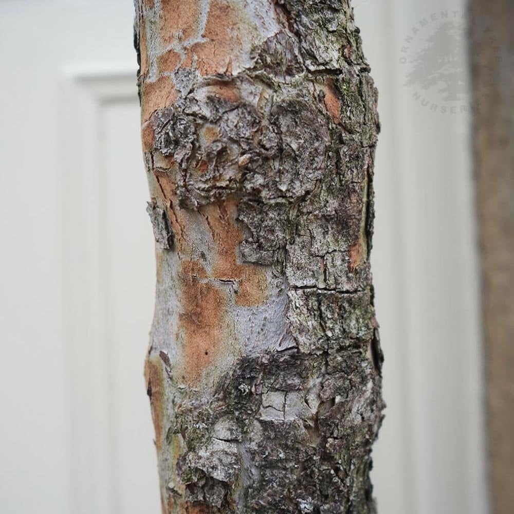 Cornus mas bark