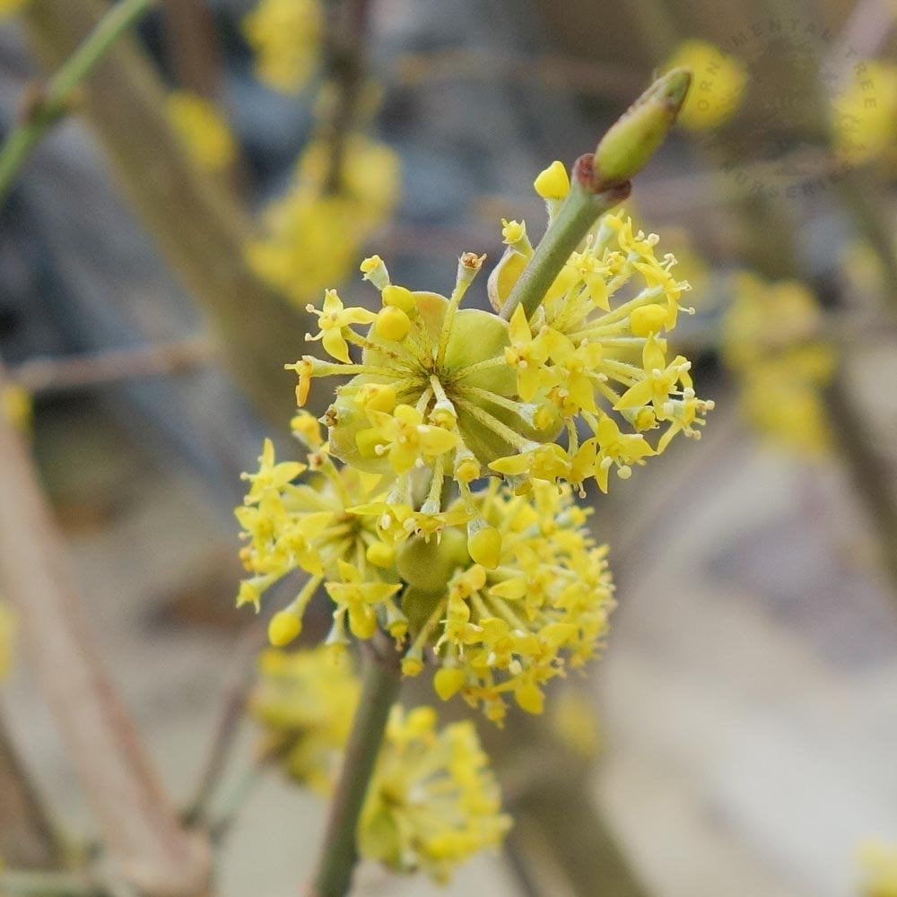 Cornus mas yellow flowers