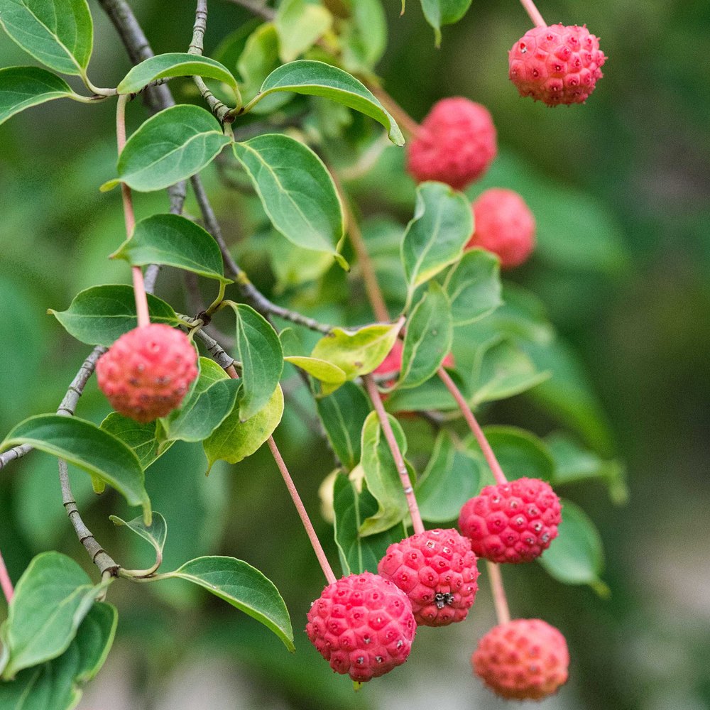 Dogwood 'Norman Haddon' fruit