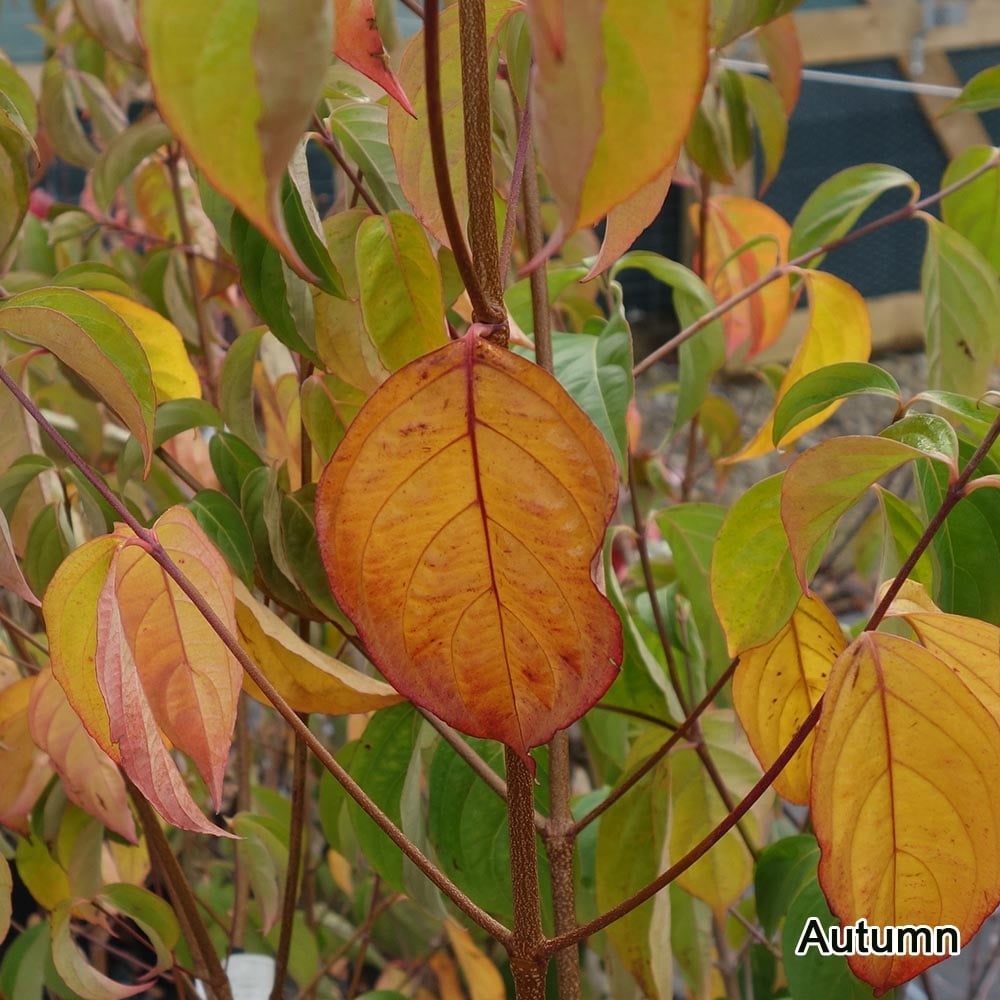 Cornus 'Norman Haddon' autumn foliage