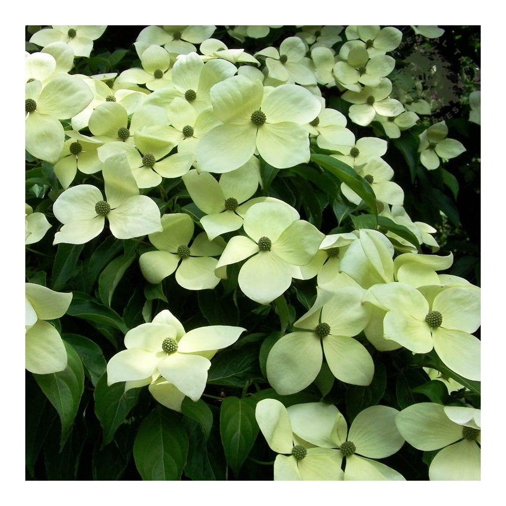 Cornus 'Norman Haddon' Dogwood