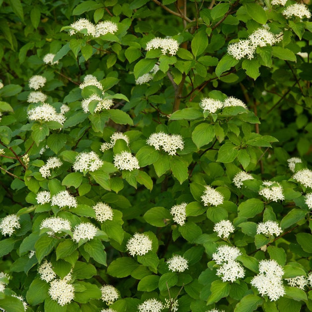 Common Dogwood hedging flowers