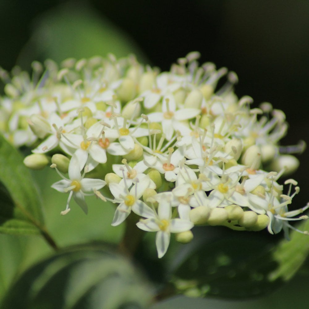 Common Dogwood flowers