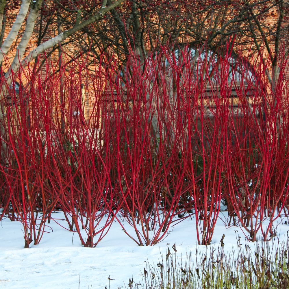 Common Dogwood Cornus sanguinea hedging