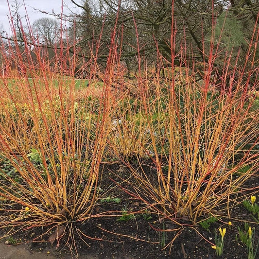 Cornus sanguinea 'Midwinter Fire'