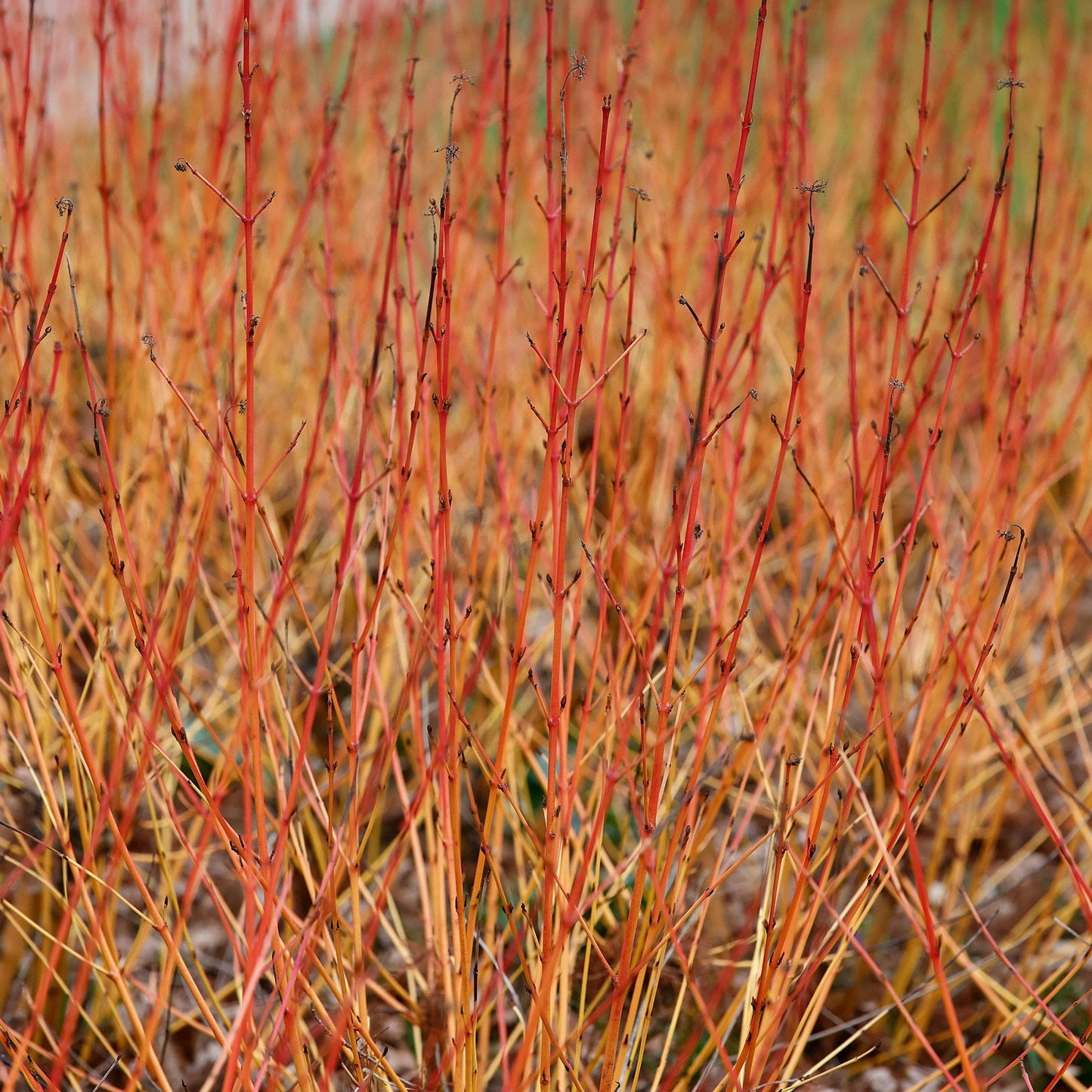 Cornus sanguinea 'Winter Beauty'