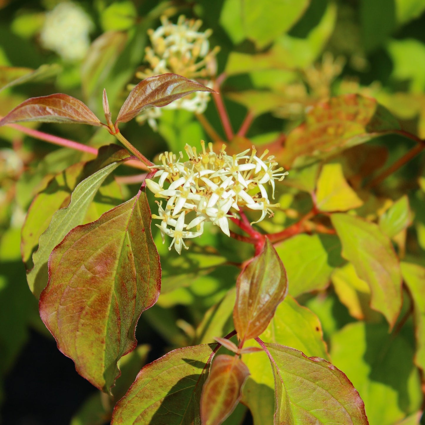 Cornus sanguinea Winter-beauty flowers