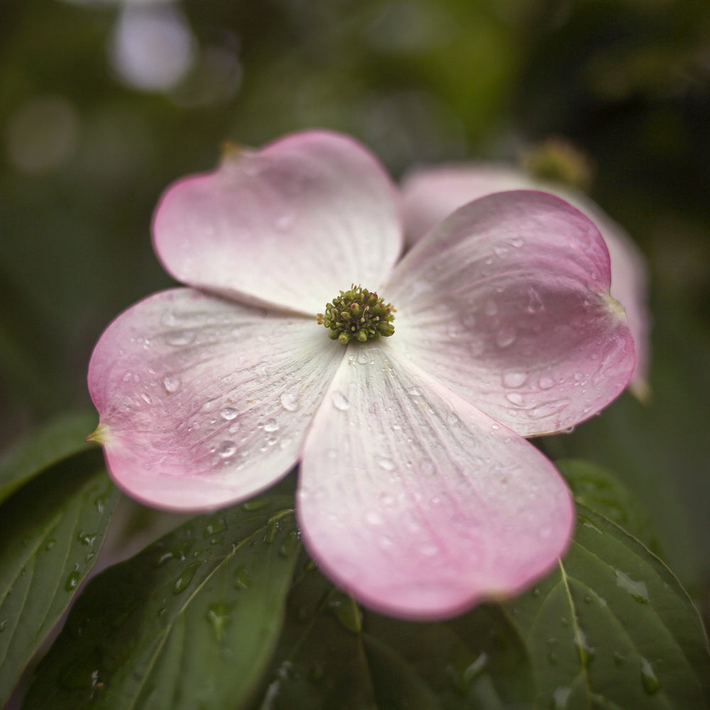 Cornus 'Stellar Pink' Flowering Dogwood