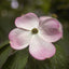 Cornus 'Stellar Pink' Flowering Dogwood