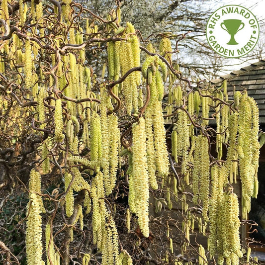 Corylus avellana 'Contorta'