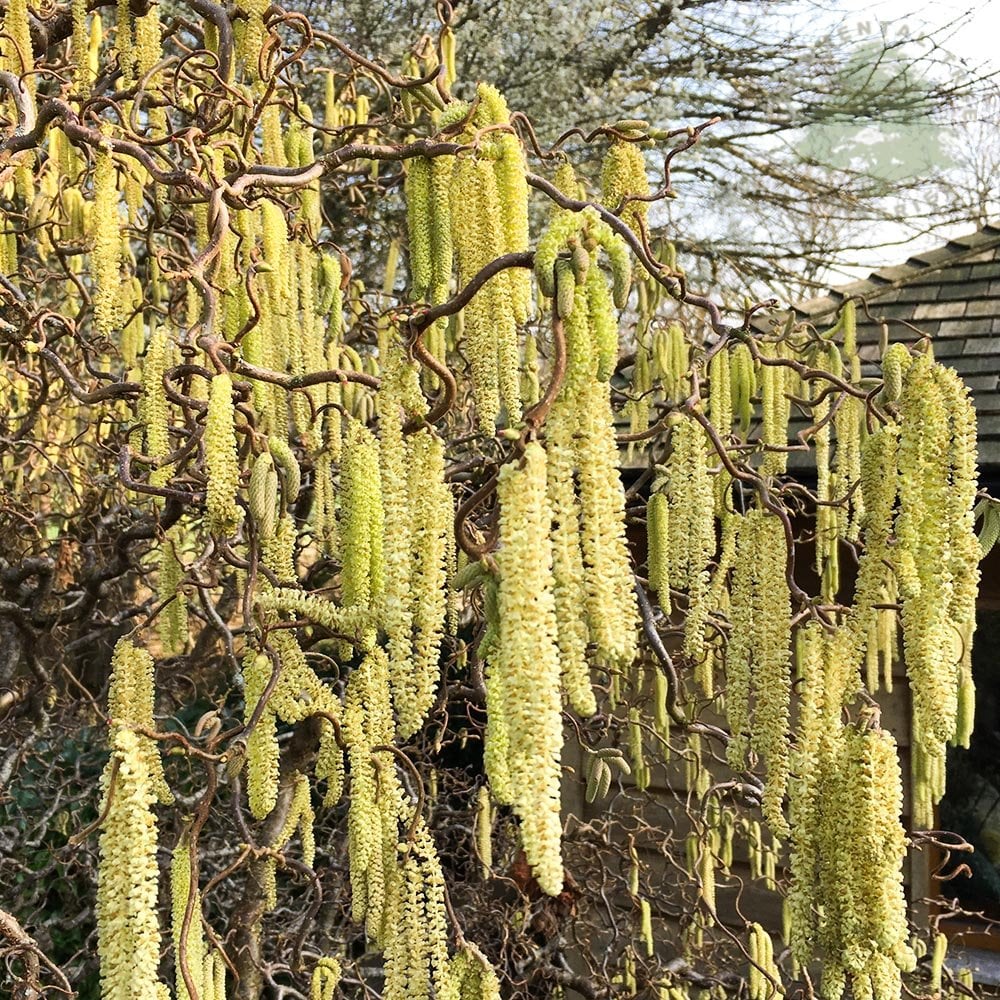 Corylus avellana 'Contorta' Hazel