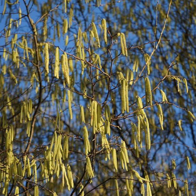 Corylus avellana Hazel hedging