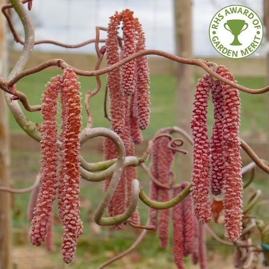 Corylus avellana 'Red Majestic