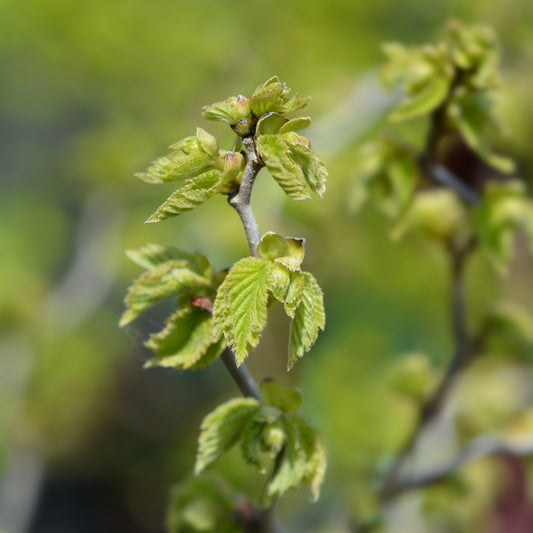 Corylus Avellana 'Twister'