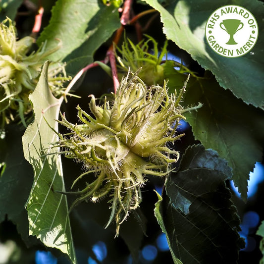 Corylus colurna tree