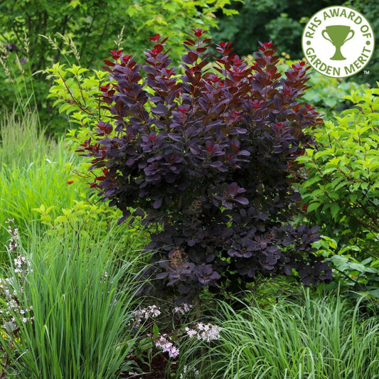 Cotinus coggygria 'Royal Purple' Tree