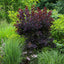 Cotinus coggygria 'Royal Purple' bush in garden