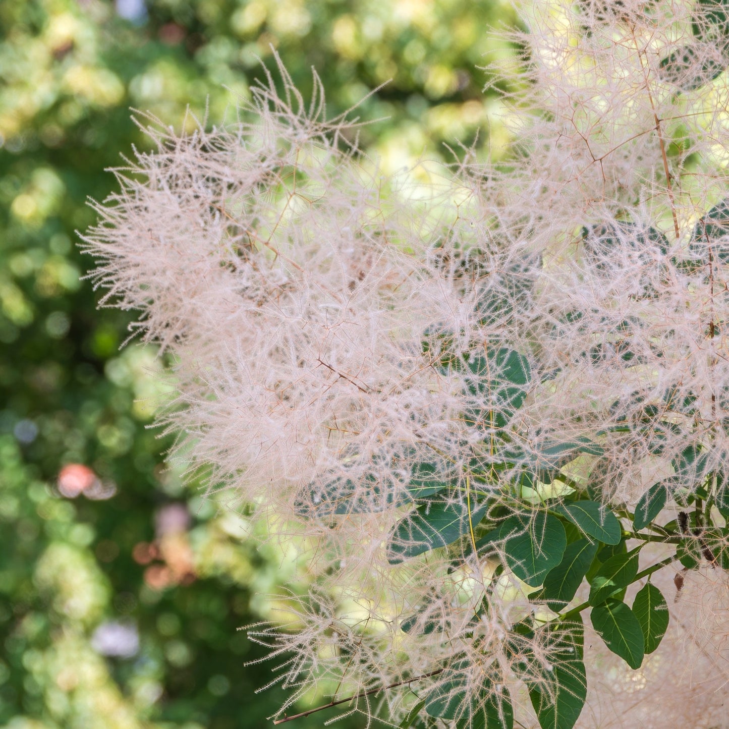 Cotinus coggygria 'Young Lady' bush