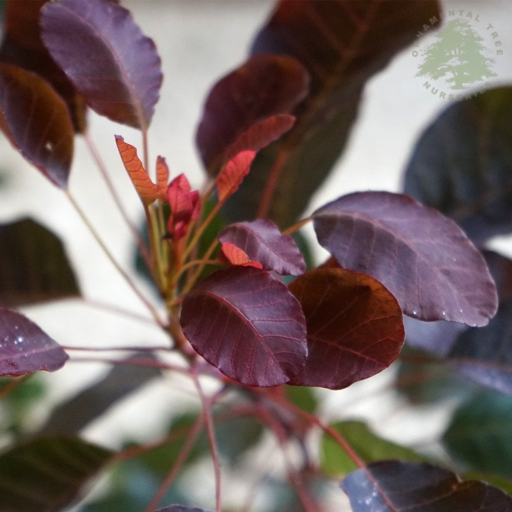 Cotinus 'Dusky Maiden' purple leaves