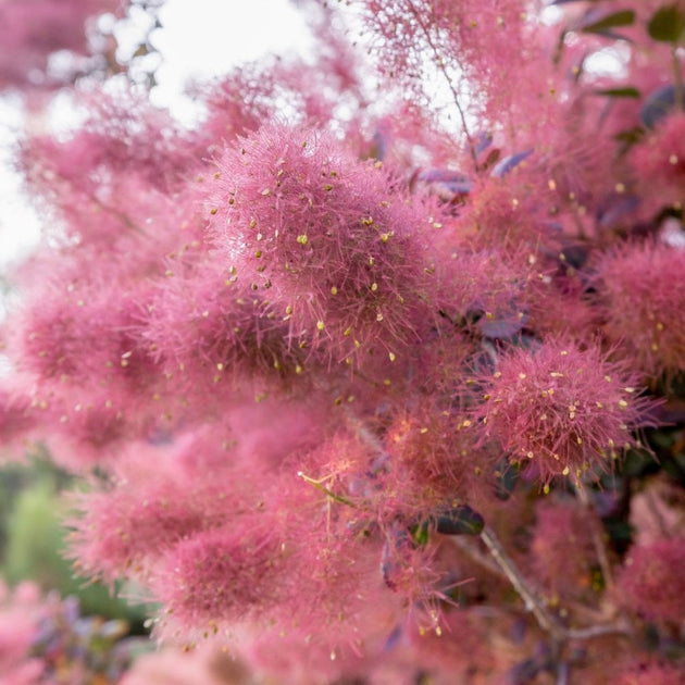 Cotinus 'Dusky Maiden' Smoke bush