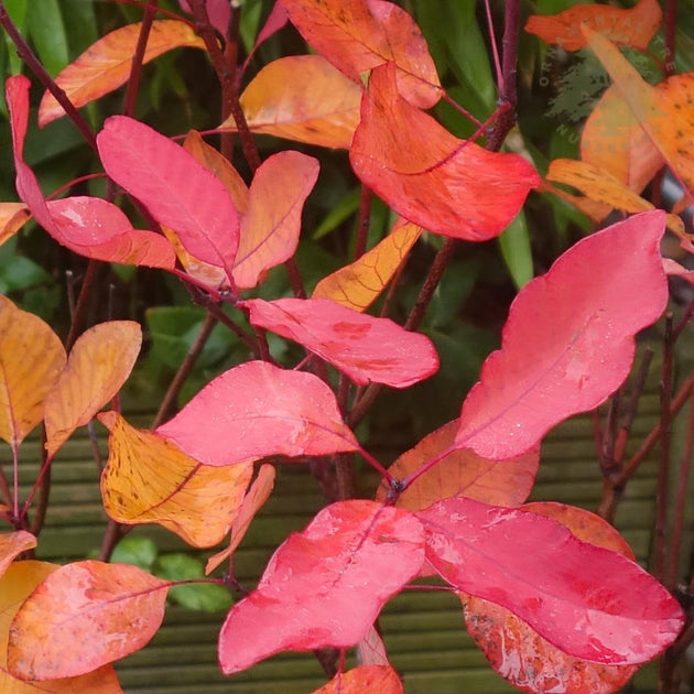 Cotinus Grace Smoke bush