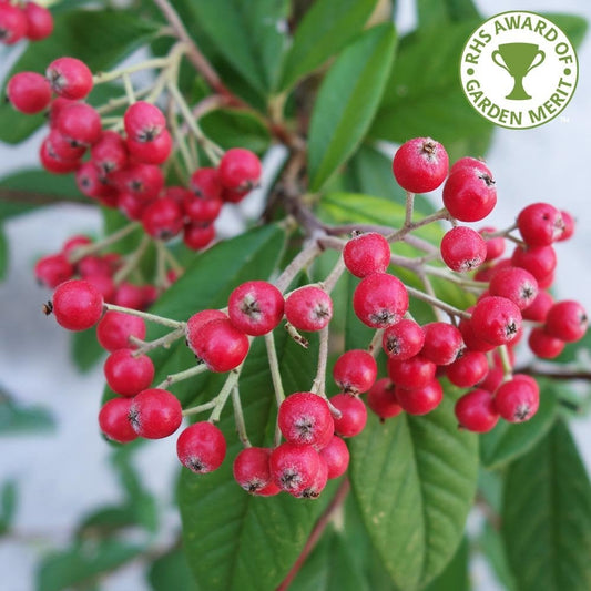 Cotoneaster frigidus 'Cornubia'