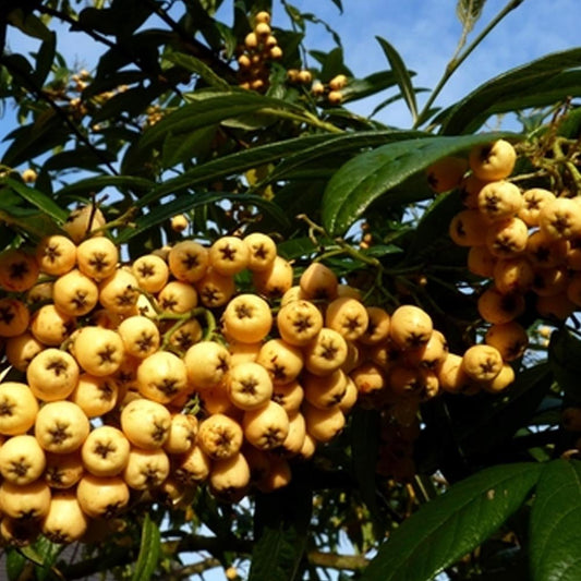 Cotoneaster frigidus salicifolia 'Exburiensis' tree with yellow berries