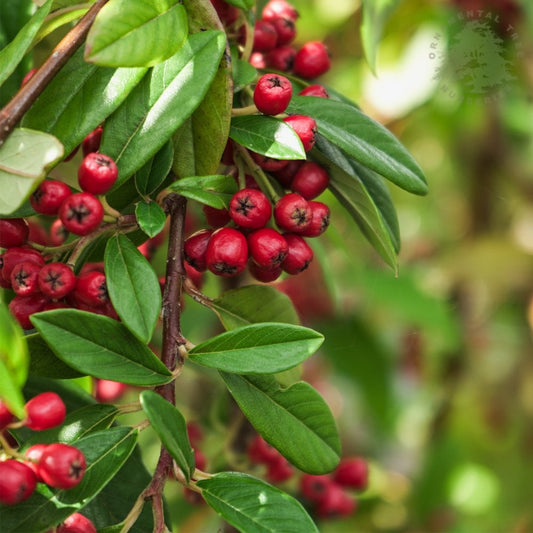 Cotoneaster 'Hybridus Pendulus' Tree