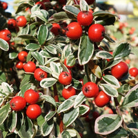 Berries and variegated leaves on Cotoneaster 'Juliette'