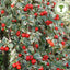 Cotoneaster 'Juliette' tree