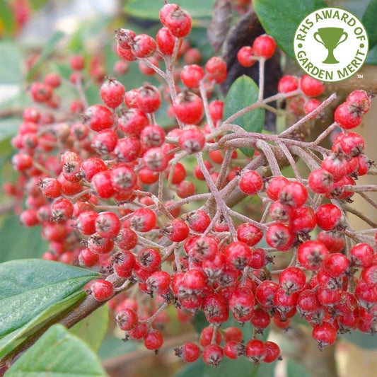 Cotoneaster Lacteus