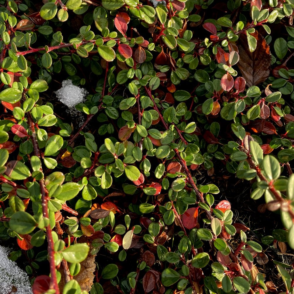 Cotoneaster Queen of Carpets