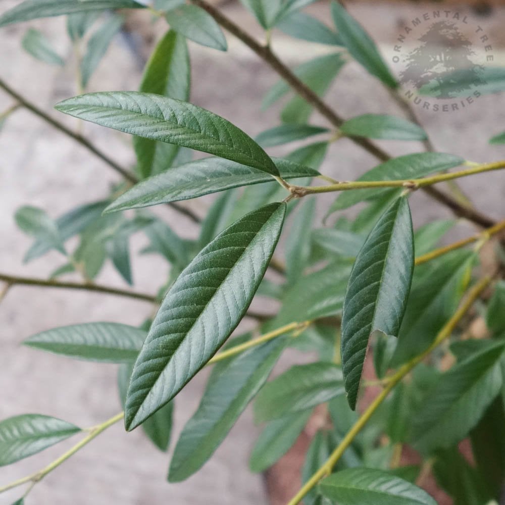 Cotoneaster 'Rothschildianus' tree