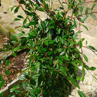 Cotoneaster salicifolius Repens