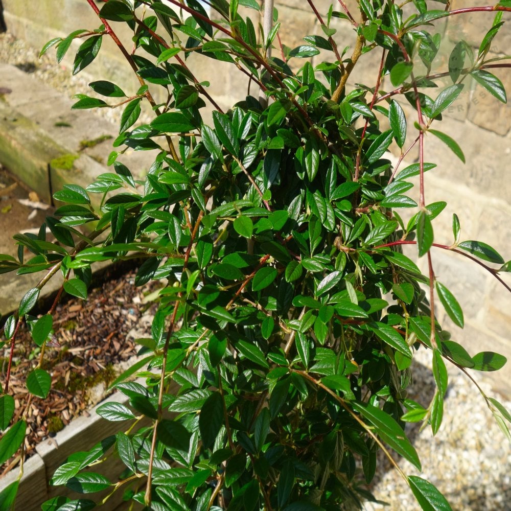 Cotoneaster salicifolius Repens