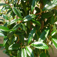 Cotoneaster salicifolius Repens foliage