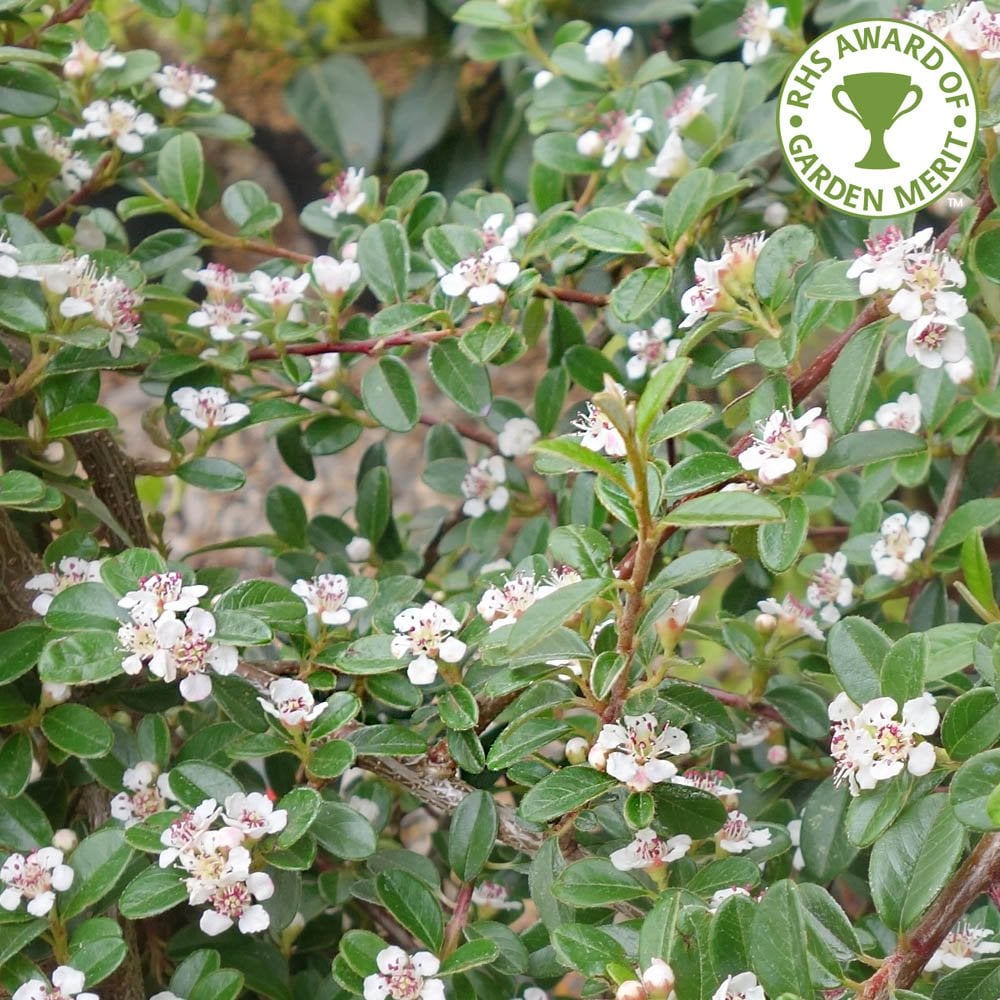 Cotoneaster × suecicus 'Coral Beauty'