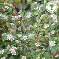 Cotoneaster × suecicus 'Coral Beauty'