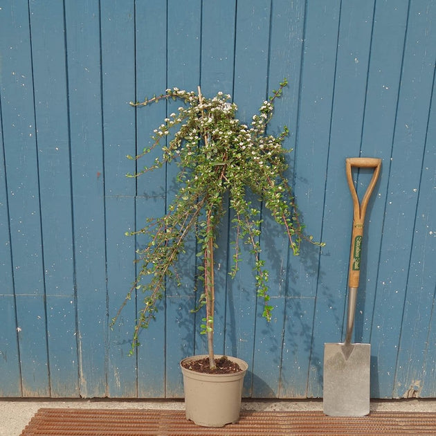 Cotoneaster 'Coral Beauty' top grafted tree