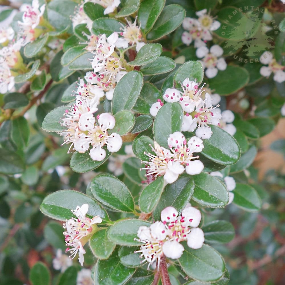 Cotoneaster × suecicus 'Coral Beauty' flowers