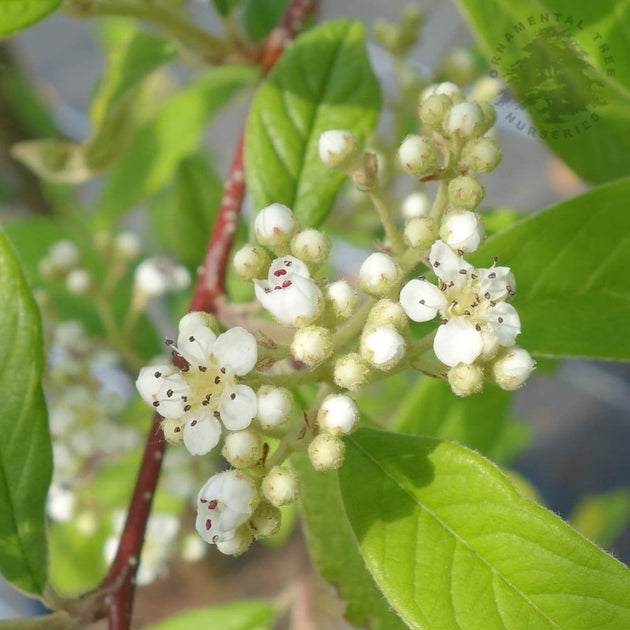 Cotoneaster x watereri