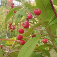 Cotoneaster x watereri tree