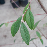 Cotoneaster x watereri