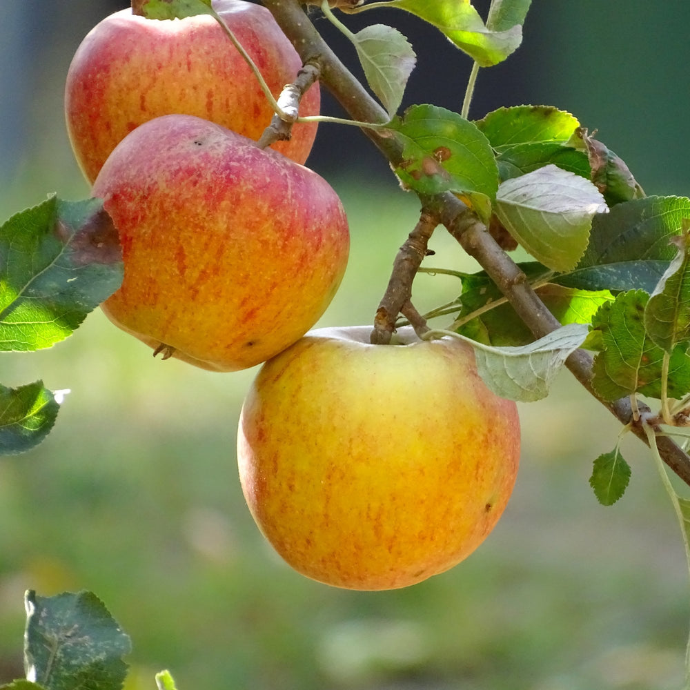 Cox's Orange Pippin apple tree