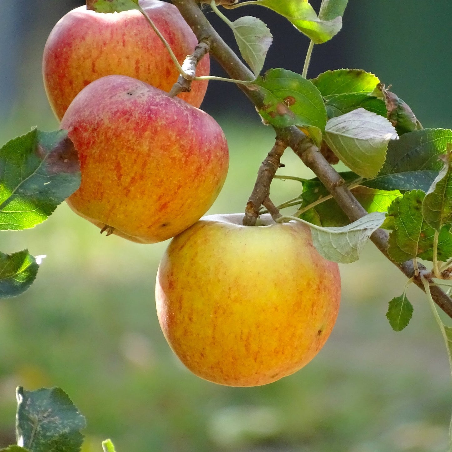 Cox's Orange Pippin apple tree